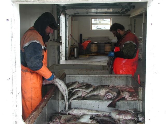In den Fischfabriken werden die Dorsche ausgenommen, gesalzen und paarweise zusammengebunden. In Kisten gelagert werden sie mit Traktoren und LKWs zu den Fischgestellen gebracht.
