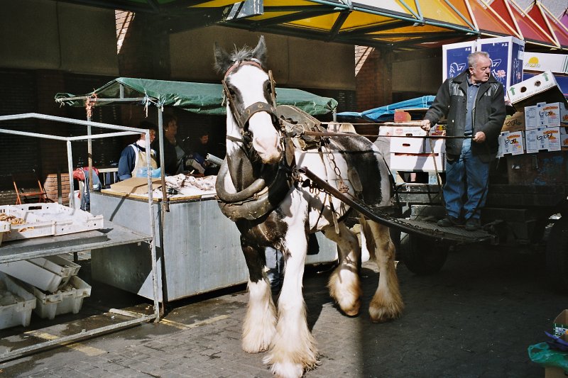 Irisch: ein Pferdefuhrwerk, mitten auf der Moore Street, mitten in Dublin. 
(Juni 2001) 