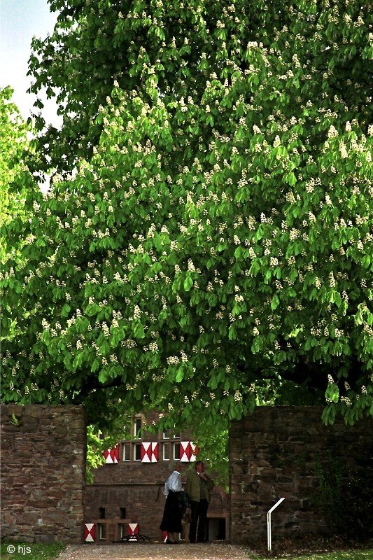 Kastanienbaum im Broicher Schlosshof (6. Mai 1992)