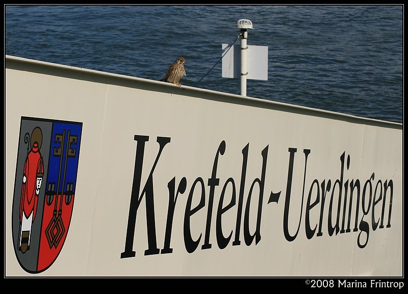 Krefeld - Junger Turmfalke auf einem Schiffsanleger am Rhein in Uerdingen.