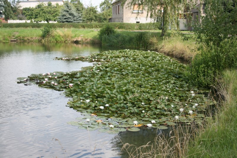 Ortsteil Bresinchen, Bresinchener Strae, Dorfanger mit Seerosenbeet