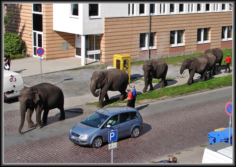 PR Aktion am Frankendamm. Auch ein Zirkus braucht Werbung. (dem Autofahrer war sicher etwas mulmig)