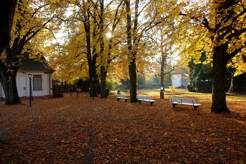 Schlopark - Die Sonne lsst die Bltter der Kastanienbume wunderschn leuchten. 3.11.2007