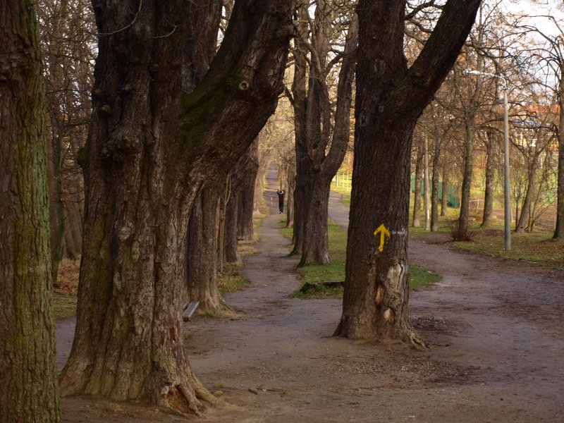 Spiegelsbergenweg in Halberstadt