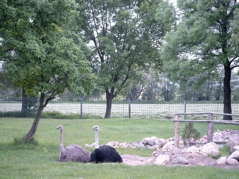 Strauenfarm in Zauche im Spreewald. 2004