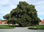 Altshausen/Oberschwaben  mehrere Jahrhunderte alte Linde im Schlossinnenhof, 