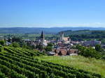 Endingen am Kaiserstuhl, Blick von den Weinbergen oberhalb der Stadt, links Kirche St.Martin, rechts Kirche St.Peter, im Hintergrund die Schwarzwaldberge, Aug.2016