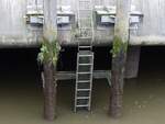 Hamburg am 16.11.2021: „es grnt so grn“ an den Duckdalben, bis in diese Hhe geht das Fluthochwasser, dort findet die Natur ihren Lebensraum /