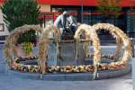 Zum Erntedank geschmckter Brunnen in der Innenstadt von Zlpich - 18.10.2014