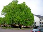 Die lteste Linde Deutschlands steht in Schenklengsfeld.