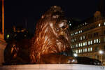 Einer der vier wachsamen Lwen der Nelsonsule auf dem Trafalgar Square in London.