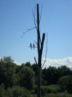 unbekannter Knstler - ob er unsere Zukunft voraussagt ?  gesehen im Landkreis Emmendingen  Aug.2010 