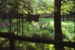 Damwild-Gehege im Volkspark Rheinhausen  Der Volkspark wurde bereits 1928 angelegt und bis in die heutige Zeit erweitert.