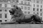 Eine Lwenfigur am Trafalgar Square im Herzen von London.