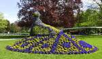 Bad Krozingen, der Pfau im Kurpark, jedes Jahr in neuer Farbenpracht, April 2026