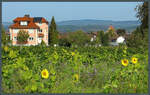 Sonnenblumen blhen am 08.10.2023 oberhalb des Dorfes Mittelzell auf der Insel Reichenau.