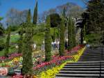 Insel Mainau, die Blumenteppe, April 2007