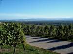 Blick auf Basel von den sdlichsten Weinbergen des Markgrflerlandes, im Hintergrund die Schweizer Jura Okt.2005