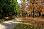 Schlopark - Das Grn der Mammutbume wetteifert mit dem Gelb der Kastanienbume.