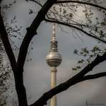 Eine kleine Berlin-Impression: Baum umrankt Fernsehturm.