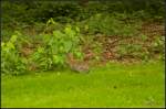 Tiergarten einmal wörtlich: Der Hase lies sich von den Photowalkern die ihm auf den Pelz rückten nicht groß stören (Berlin-Tiergarten 29.06.2013 beim G+ 2 Annivesary Photowalk Berlin, Germany)