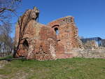 Ruine der Burg Greiffenberg,  H�henburg auf einer Anh�he im Welsetat, erbaut 1224 (09.04.2026)