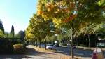 Hamburg am 10.10.2015: Herbstliche Laubverfrbung  in der Mllner Landstrae in Billstedt