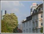 Frankfurt am Main Stadtteil Westend Kettenhofweg Ecke Barckhausstrae, die Bankentrme ragen ber die Dcher der Wohnhuser, aus dem Baum  wchst  der Antennenmast des Commerzbank-Towers, des mit