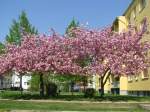 Grevesmühlen, Ploggenseering; Blühende Landschaft im ehemaligen sozialistischen Wohnviertel, hier die Kirschbaumblüte.