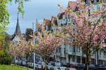 Kirschblte an der Toosbystrae in Flensburg.