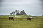 Blick auf Kirchwarft auf der Hallig Hooge.