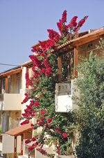 Kreta - Haus mit Bougainvillea in Platanias.