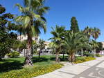 Bisceglie, Palmen an der Piazza Vittorio Emanuele (27.09.2022)