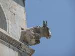 Eselskopf an einer Ecke am Dom in Pisa, Foto am 21.5.2014  