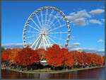 Umgeben von leuchtenden Ahornbumen steht das Riesenrad La Grande Roue de Montral im alten Hafen von Montreal.