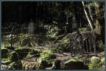 Eines der wenigen berbleibsel der ehemaligen Goldgrberstadt Lyell sind die im Wald verborgenen Reste eines Friedhofs.