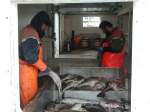 In den Fischfabriken werden die Dorsche ausgenommen, gesalzen und paarweise zusammengebunden.