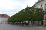 Baumallee am Neuen Platz in Klagenfurt.
