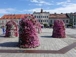 Oswiecim / Auschwitz, Blumenschmuck und Huser am Rynek Platz (05.09.2020)