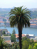 Eine Palme versperrt den Blick auf den Fluss Douro.