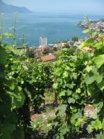 Blick ber Montreux und den Genfersee von den sich immer mehr zurckziehenden Rebbergen oberhalb Montreux.