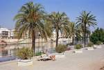 Palmenpromenade am Canal de Alfonso XIII in Sevilla.