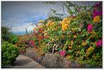 Mauerblmchen ;-) Auf der Promenade am Meer von Puerto de la Cruz.