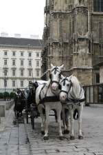 Auch die Pferde in Wien sind eitel: Als diese beiden merkten das ich sie fotografierte drehten sie ihre Kpfe in meine Richtung.