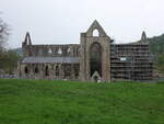 Klosterruine Tintern Abbey, gegrndet 1131 von den Zisterziensern, aufgelst 1536 (26.04.2025)