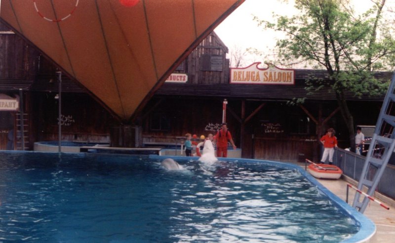 Tierpark - Walarium (Beluga) im Zoo Duisburg, ein Bild aus vergangenen Tagen, denn die Wale sind seit Sommer 2004  nach San Diego (USA) ins dortige Sea World geflogen, wo sie in artgerechteren Becken, zusammen mit Artgenossen, ihren Lebensabend verbringen sollen.