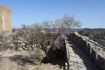 M�RTOLA, 09.02.2022, auf der Burgmauer; die Mandelbl�te ist in vollem Gange