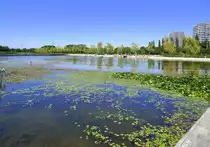 Lahr, Blick �ber den Stegmattensee auf die Wohnhochh�user am S�drand der Stadt, Aug.2022