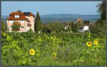 Sonnenblumen blühen am 08.10.2023 oberhalb des Dorfes Mittelzell auf der Insel Reichenau. 