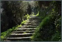 Viele Treppenstufen sind es von Manarola hinauf zum Dorf Volastra. (19.02.2024)